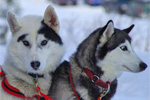 Dogsledding