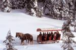 Horse-drawn Sleigh Ride