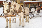 Horse-drawn Sleigh Rides