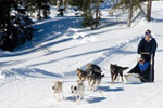 Jackson Hole Dog Sledding