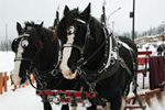 Deer Valley Sleigh Rides