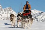 Fernie Dog Sledding