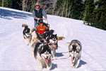 Beaver Creek Dog Sledding