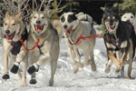 Panorama Dog Sledding