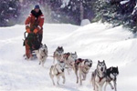 Sun Peaks Dog Sledding